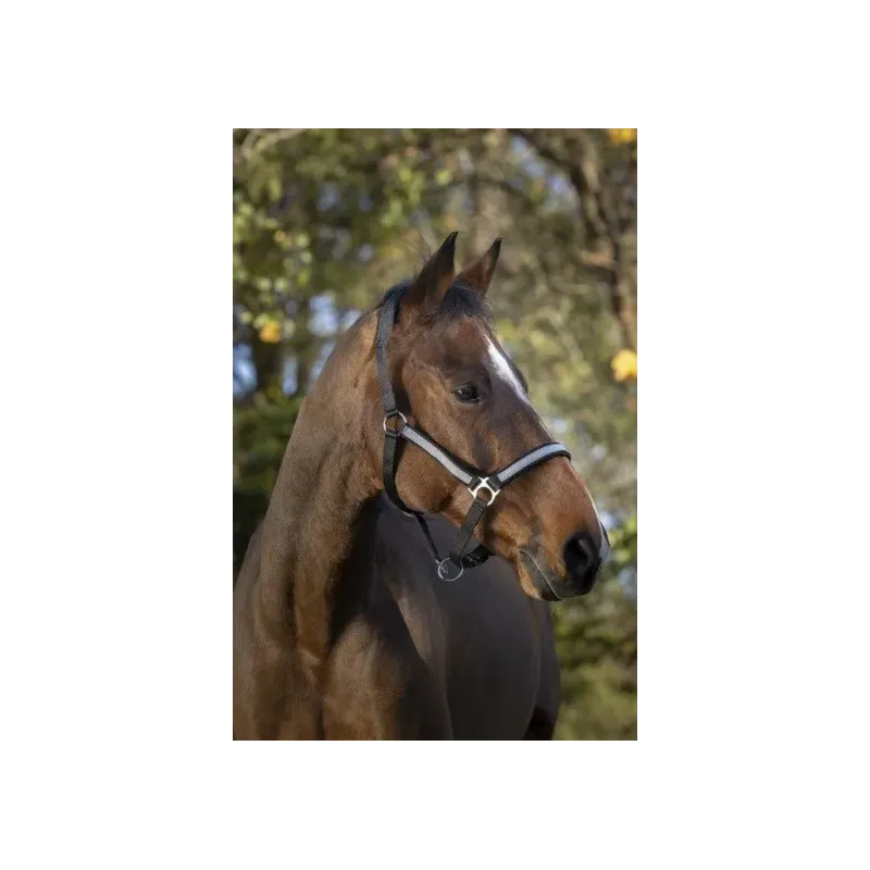 CABEZADA DE CUADRA NORTON CON PURPURINA