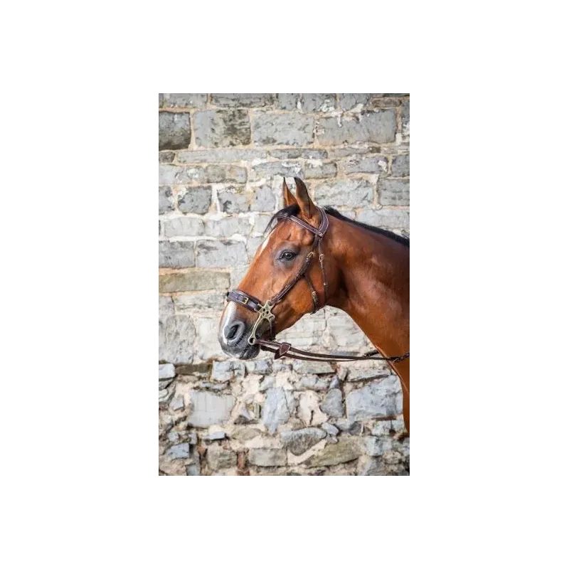 CABEZADA DYON PARA HACKAMORE