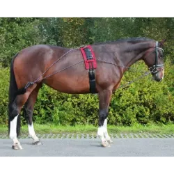 2015 LUNGING TRAINING SYSTEM