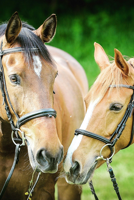 Caballos Primer Plano