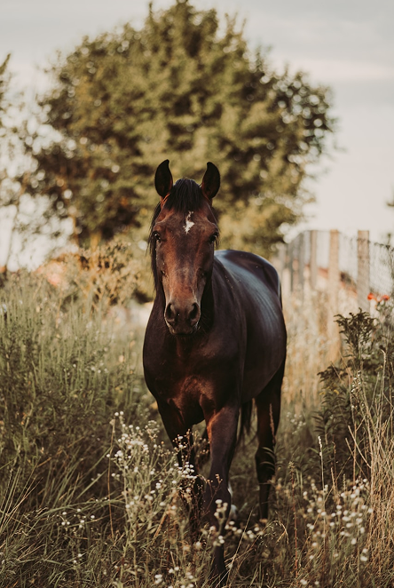 Caballo Marrón en Campo