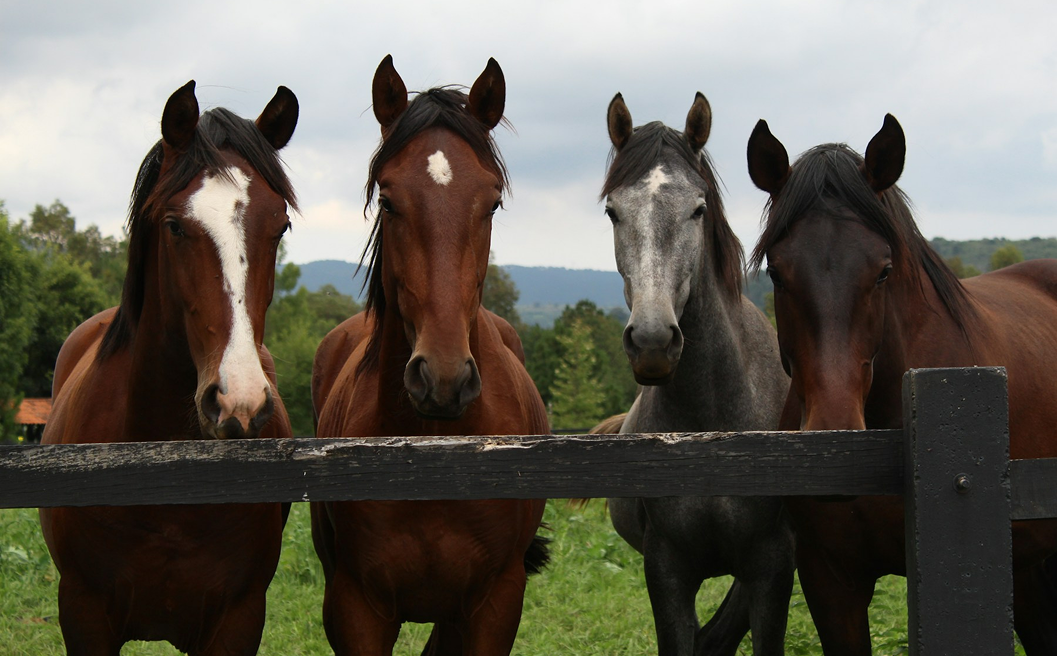 Caballos en valla